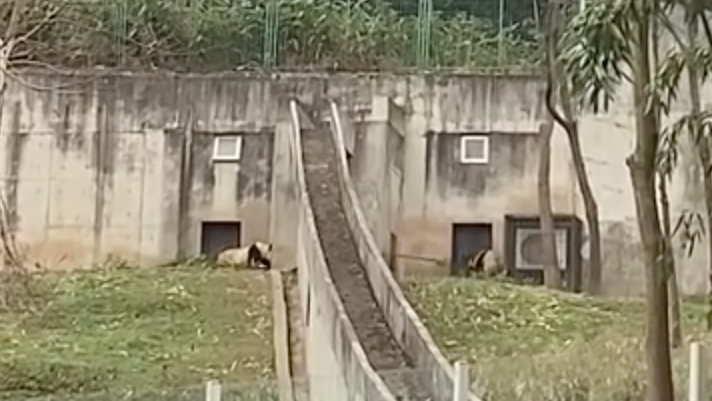 中國大貓熊中心揮鐵鍬「揍貓熊」 31秒畫面曝…網痛批殘忍