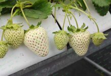 「千嬌白莓」夢幻登場 吾幫土10年一劍磨新品種