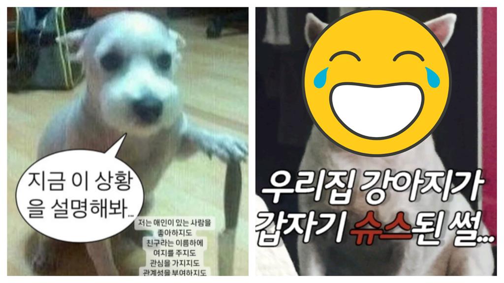 白狗現身「韓韶禧限動」變哏圖!主人發聲曬「本尊近況」