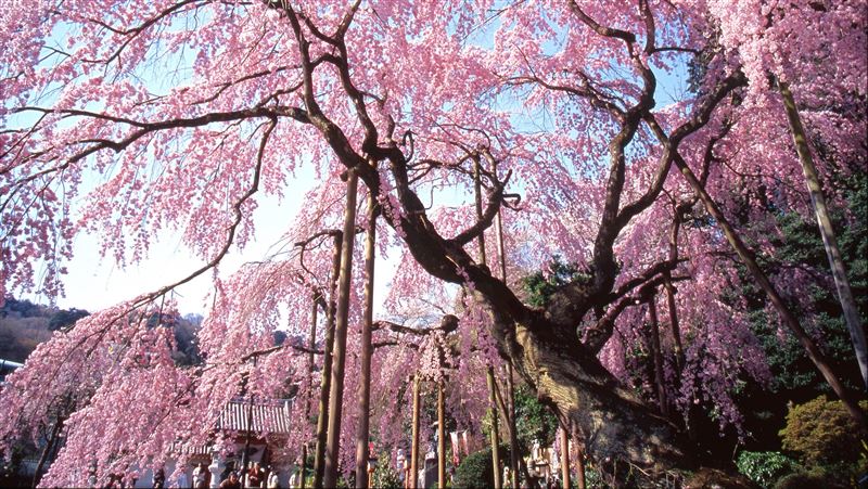 宇都宮城櫻花祭登場!去對地方就有花可賞