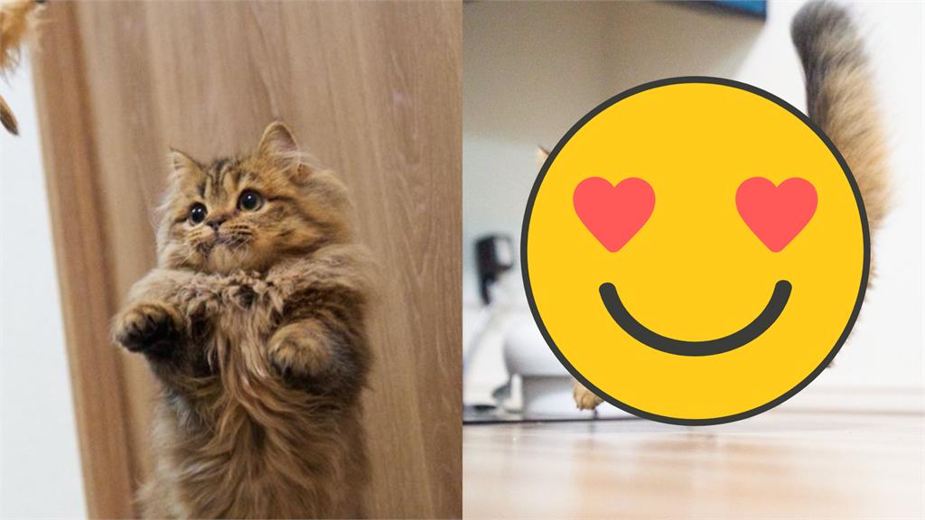 《龍貓》真實版!牠「蓬鬆炸毛高速奔馳」 網驚呆:是貓巴士