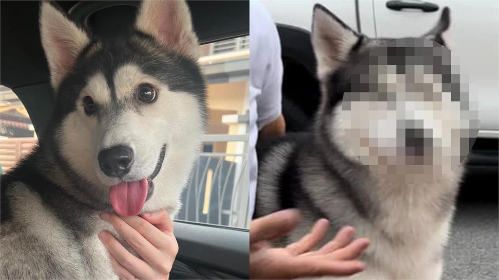 我才…二哈投奔自由慘遭路人秒送回家!「天使笑容大黑化」網笑瘋