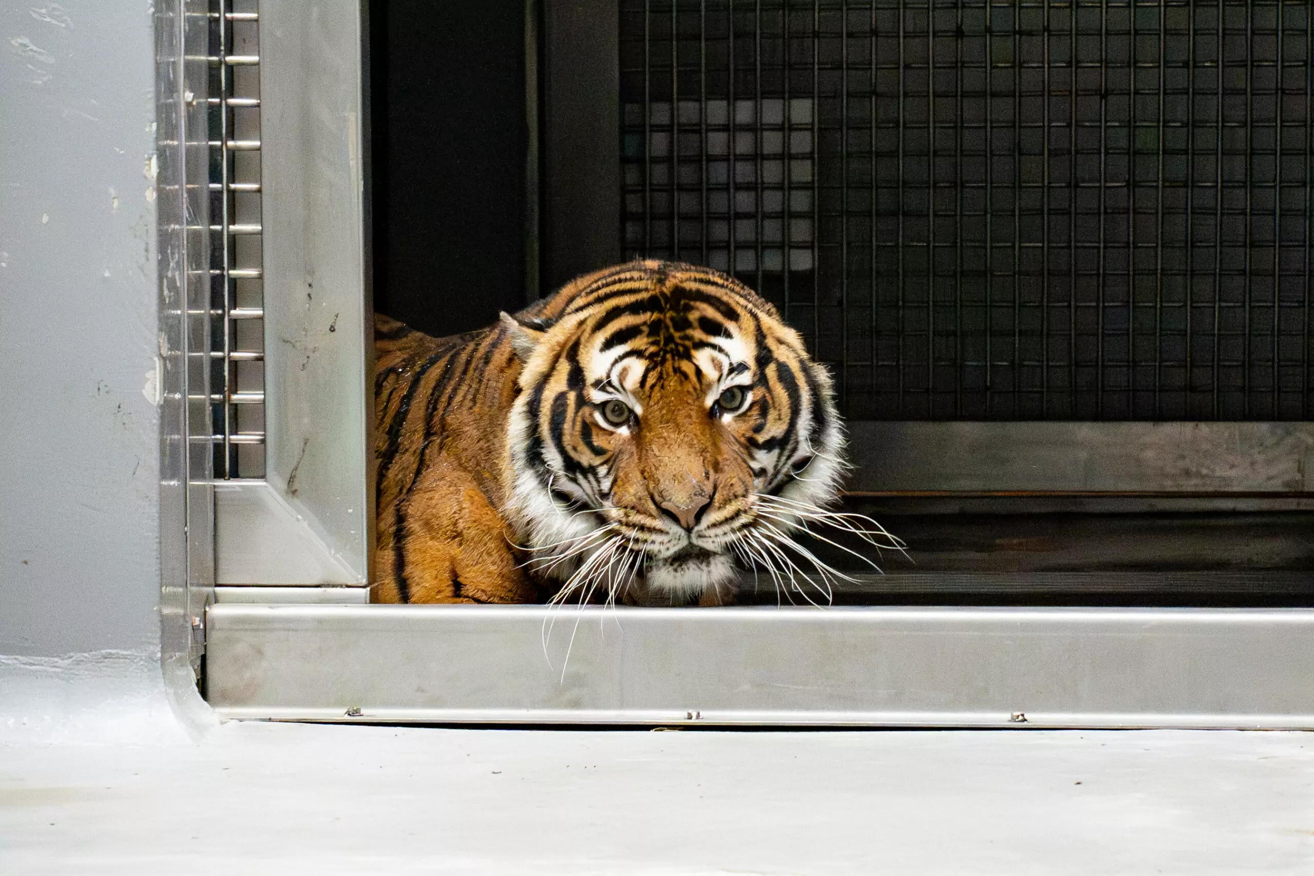 動物園參與全球馬來虎保育計畫 接養2位法國「虎」嬌客 動物園參與全球馬來虎保育計畫 接養2位法國「虎」嬌客