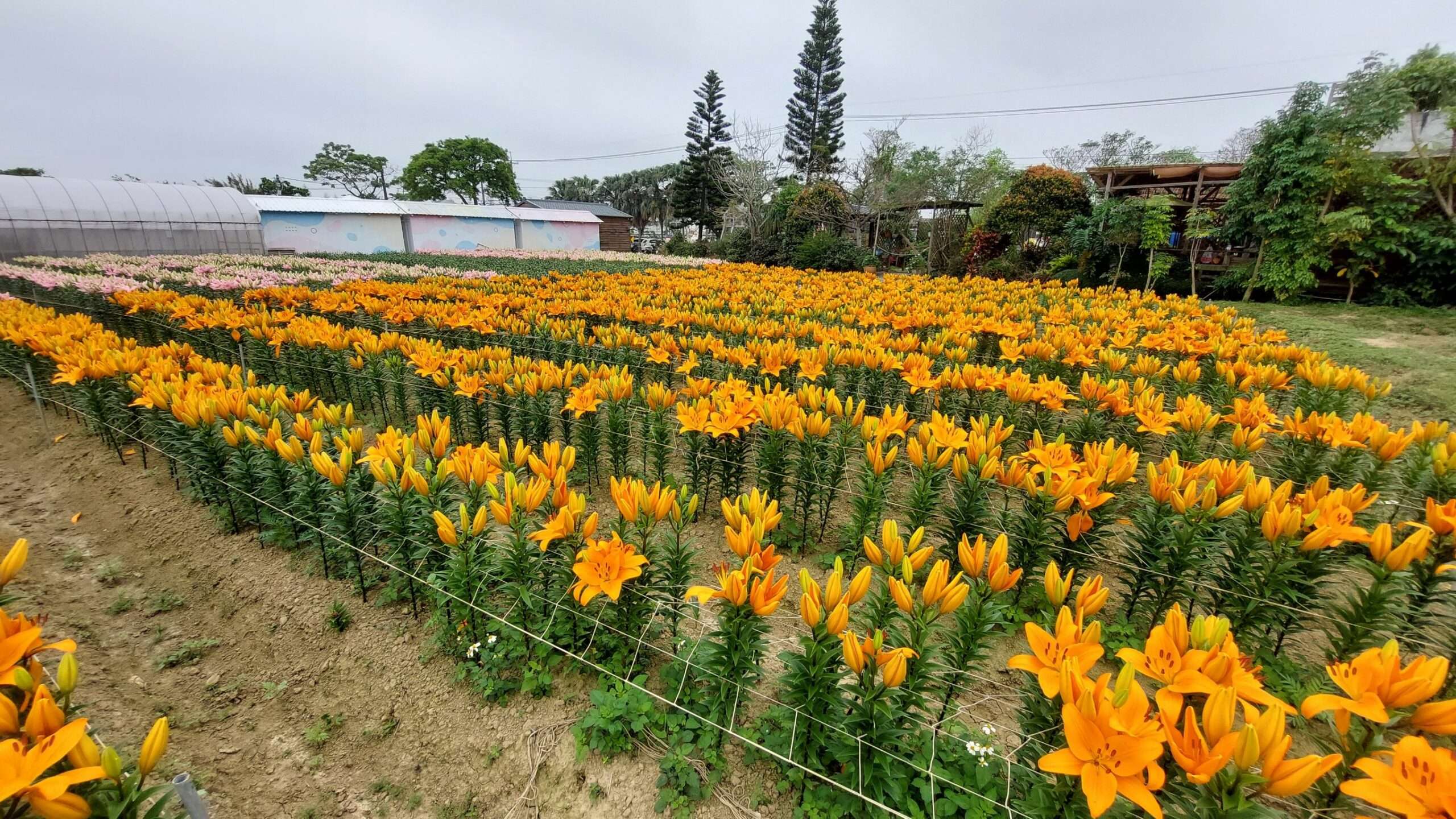 桃園溪海花卉農遊趣 「偽出國」四季花間網紅美照拍不完 892736 0 scaled