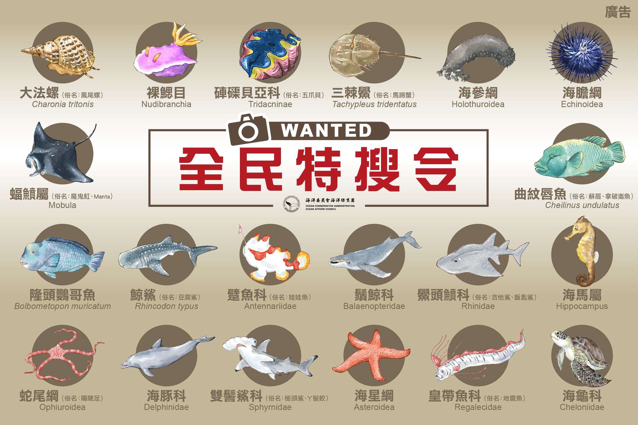 海保署號召上傳海洋生物照片 抽菲律賓薄荷島潛水旅遊行程 99105 0