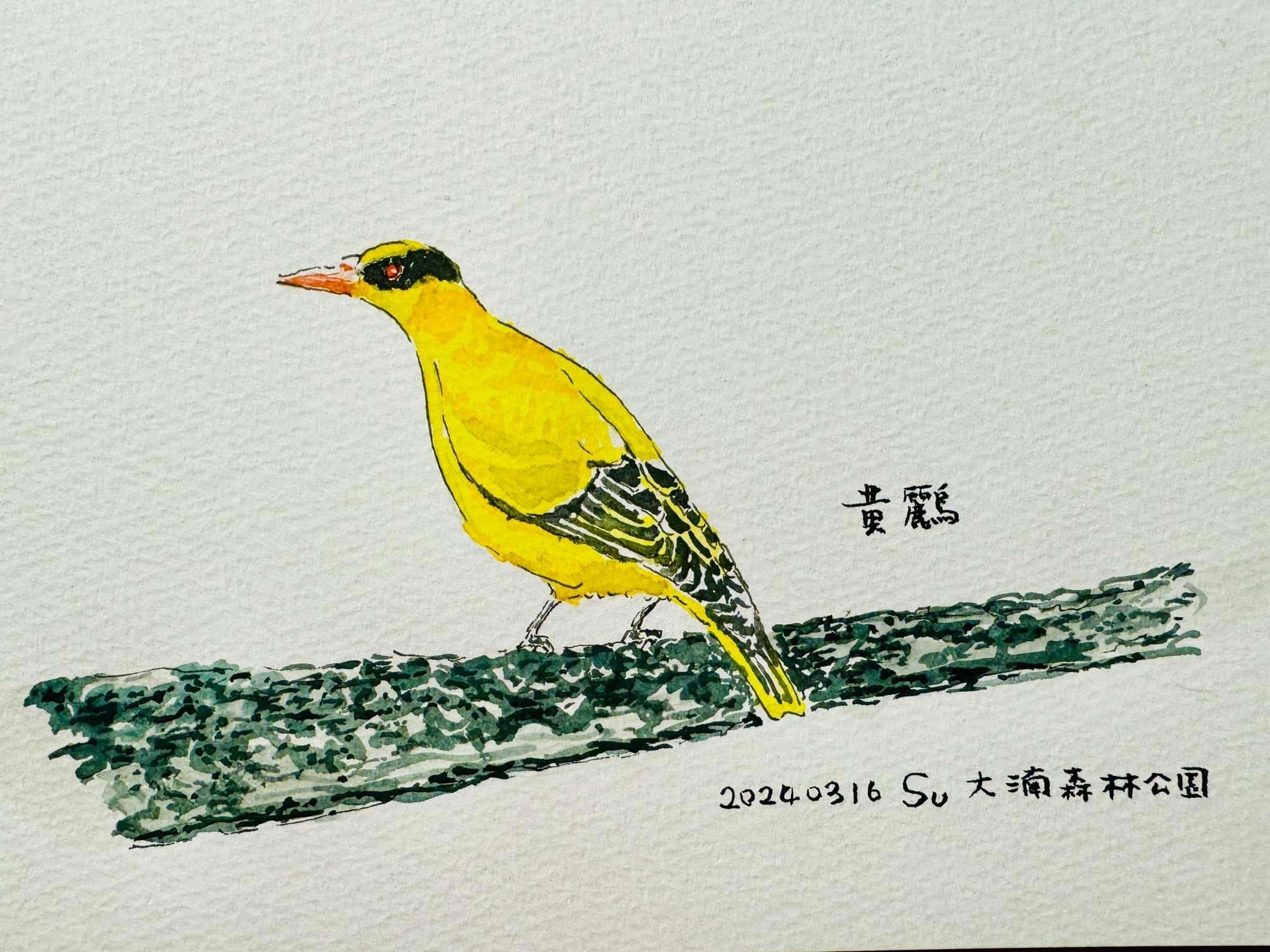 秀手繪翠鳥和黃鸝畫作 蘇俊賓讚大湳森林公園成生態跳島 S 3916042 0