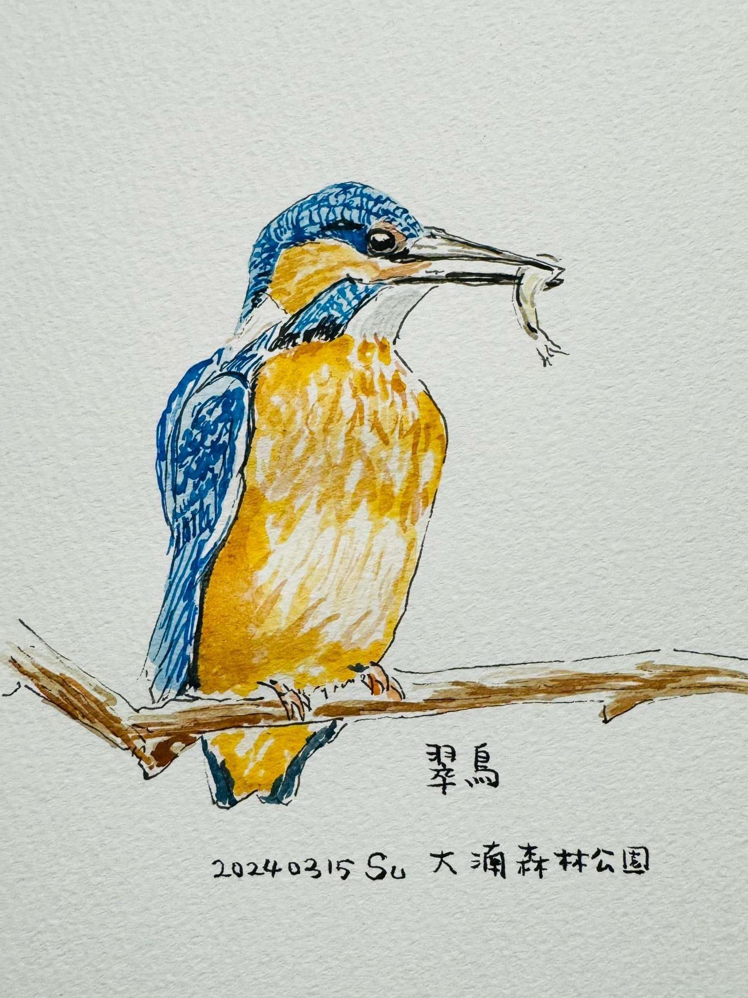秀手繪翠鳥和黃鸝畫作 蘇俊賓讚大湳森林公園成生態跳島 S 3916044 0