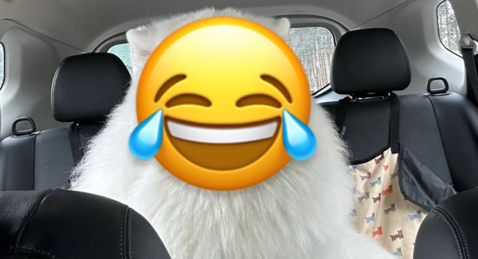 汽車後座被「超萌大雪山」塞滿!她問熊還狼真相讓網笑翻