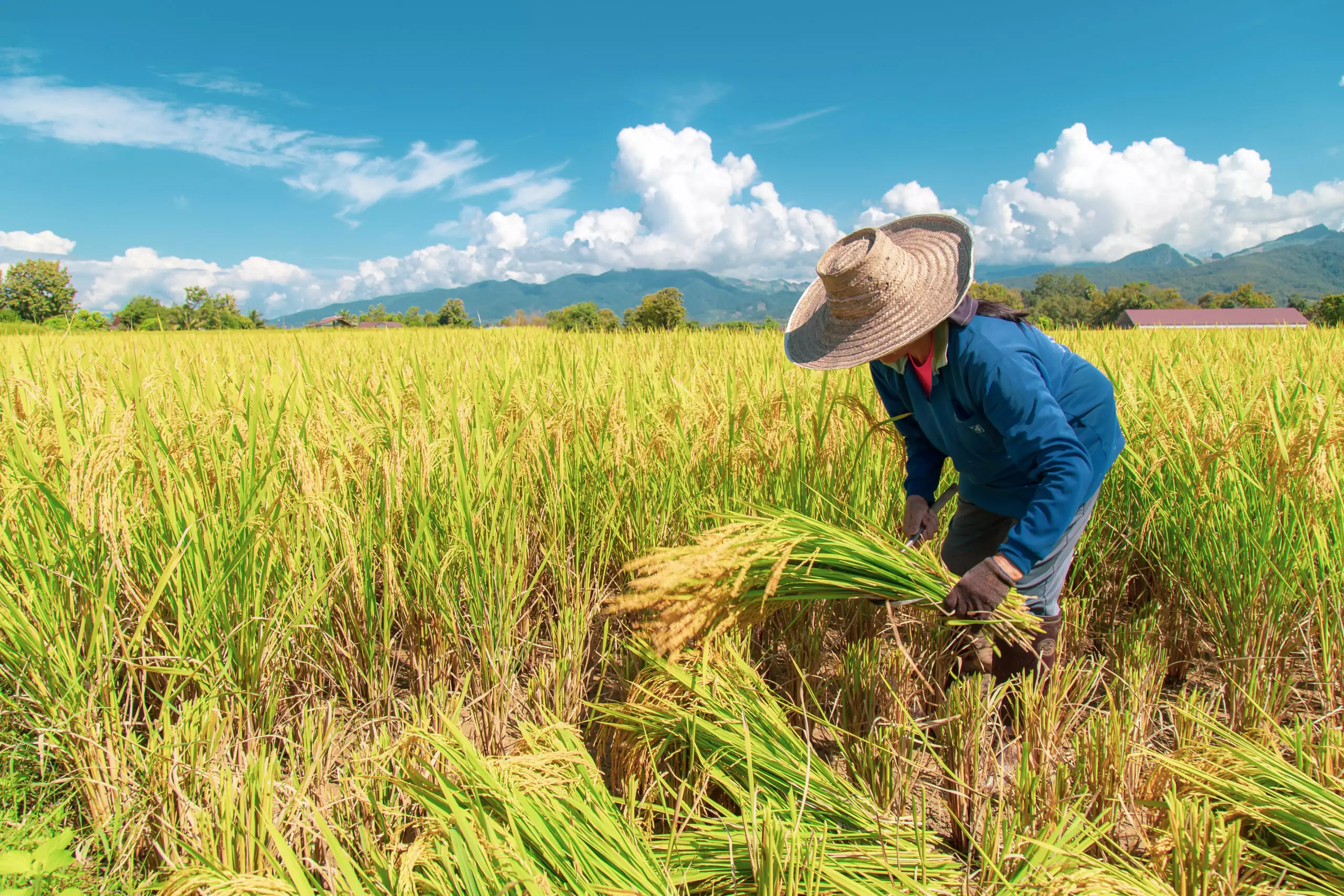 farmers are harvesting rice hot sun nan thailand 25 october 2018 scaled