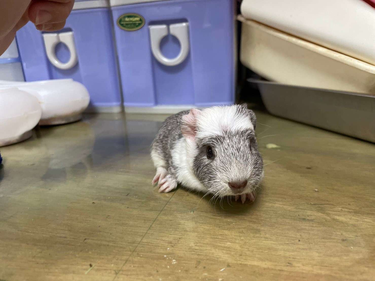 特殊寵物認養活動3/23中壢登場 桃園動保處提醒這些事