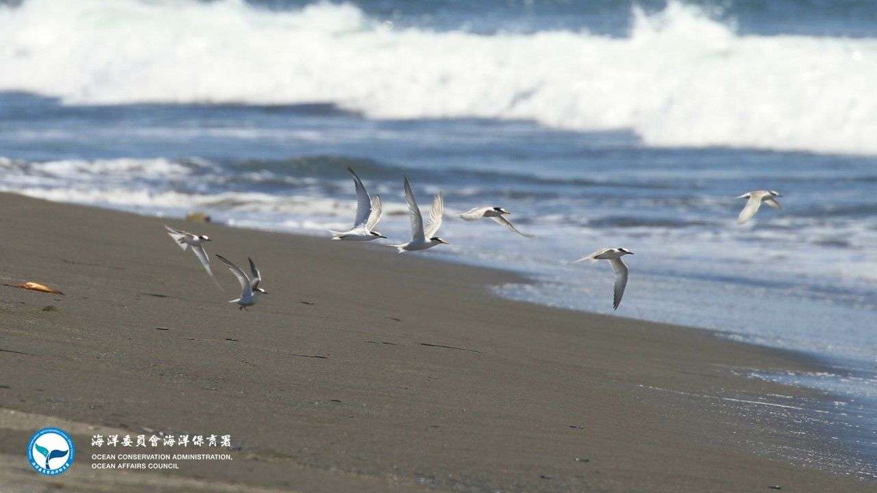小燕鷗桃園沿海現蹤 海保署:落實「4不1要」守護海鳥嬌客 103115 0