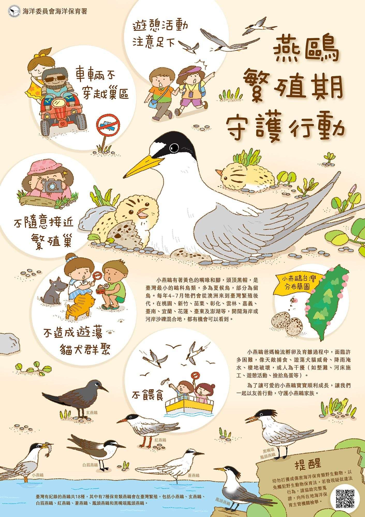小燕鷗桃園沿海現蹤 海保署:落實「4不1要」守護海鳥嬌客 103117 0