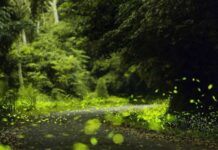 2024內灣火焰蟲季4/27登場 探訪螢火蟲秘境 享商圈多項優惠