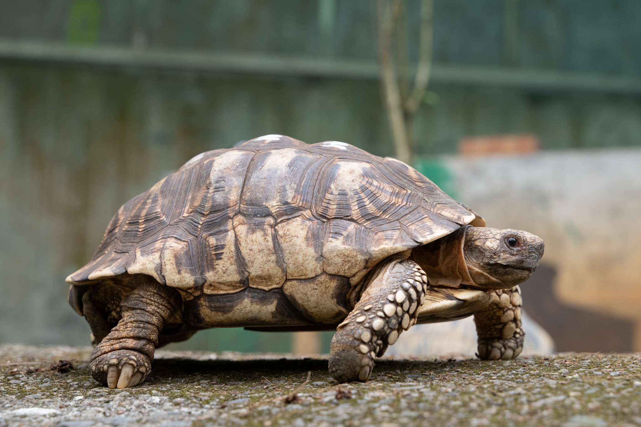 動物園守護瀕危物種 41保育龜赴歐洲建立衛星族群 545gfarr4