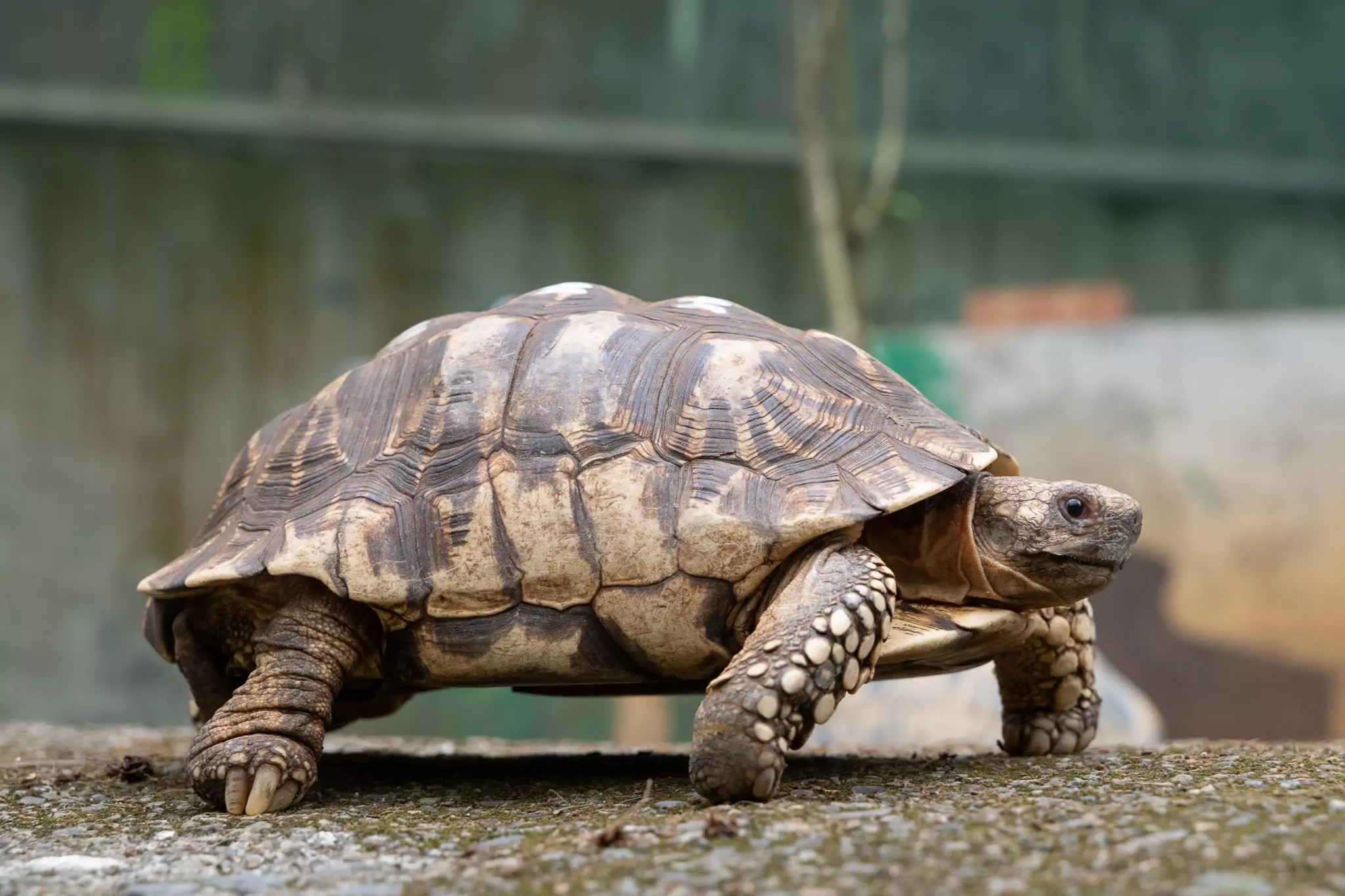 動物園守護瀕危物種 41保育龜赴歐洲建立衛星族群 動物園守護瀕危物種 41保育龜赴歐洲建立衛星族群