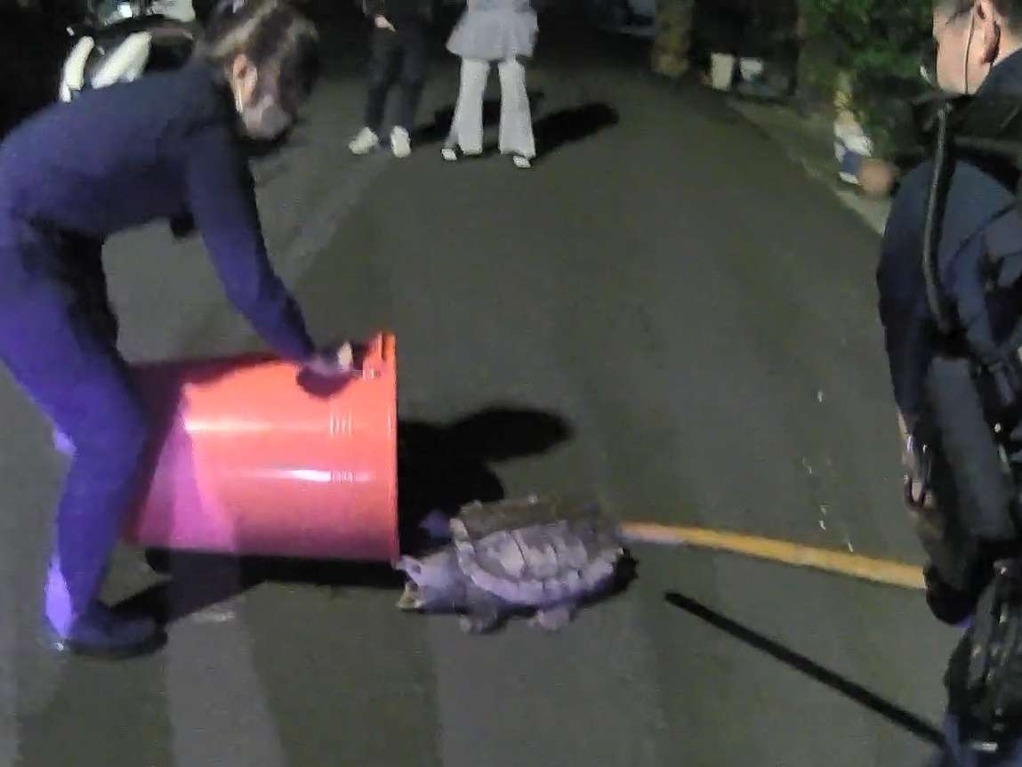 【有片】超兇40KG鱷龜嚇壞路人 壢警拿大水桶「逮捕」 6 副本 1