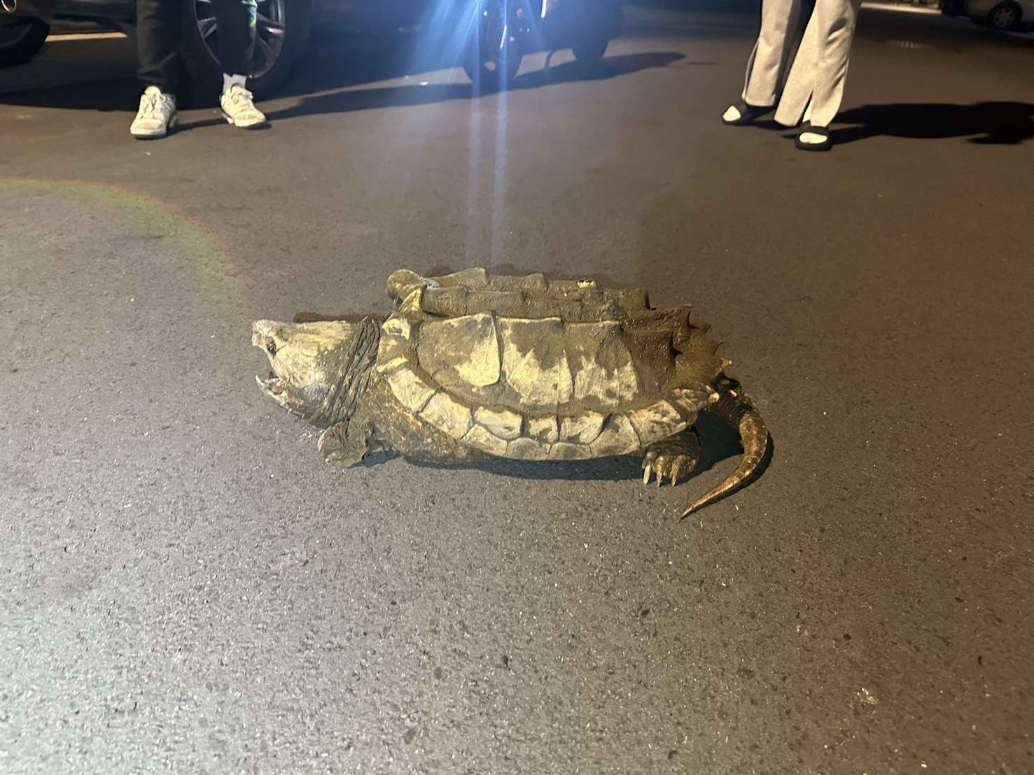 【有片】超兇40KG鱷龜嚇壞路人 壢警拿大水桶「逮捕」 IMG 4423 副本 0