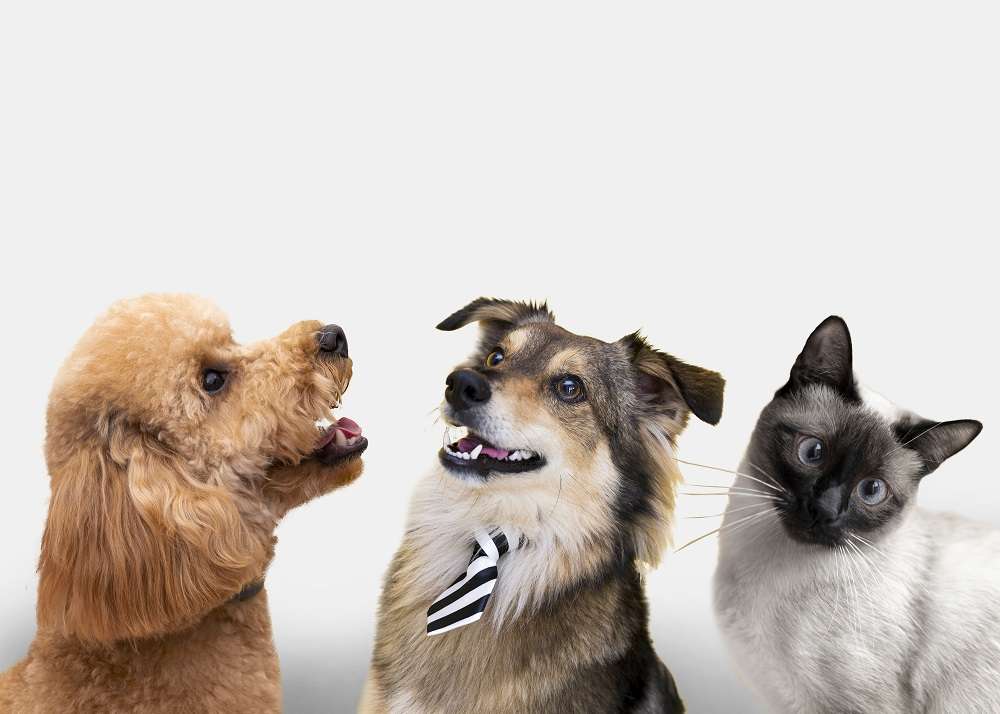 中華郵政響應國際寵物日 寵物郵票徵件活動4/11開跑 cute animals group white background