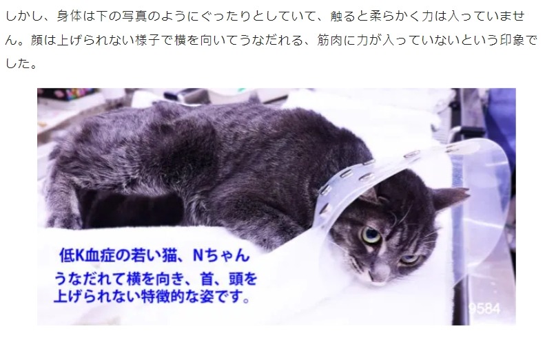 貓咪食安風波!低血鉀疑似與新冠病毒有關 line oa chat 240430 113152