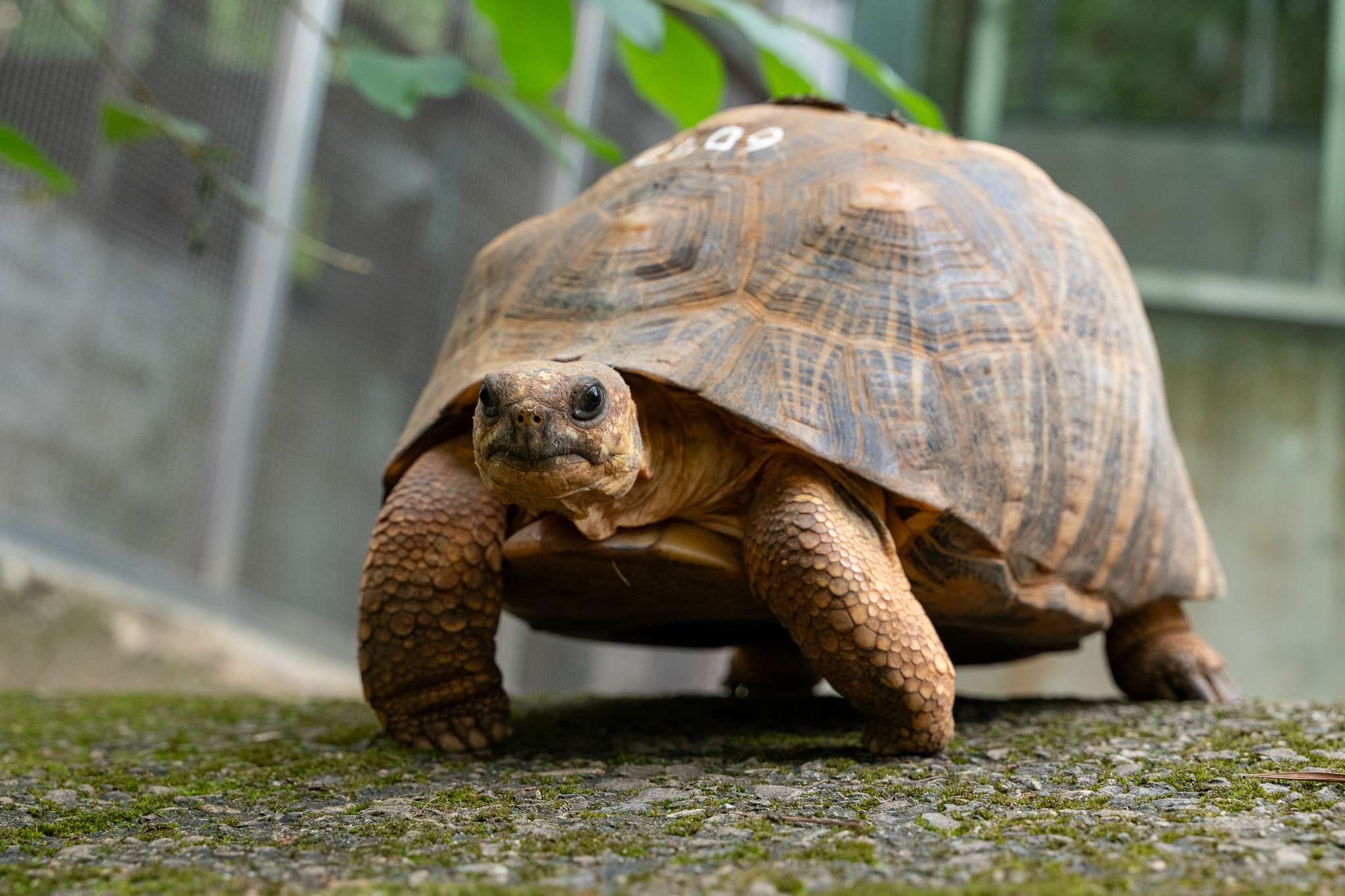 動物園守護瀕危物種 41保育龜赴歐洲建立衛星族群 射紋陸龜 0