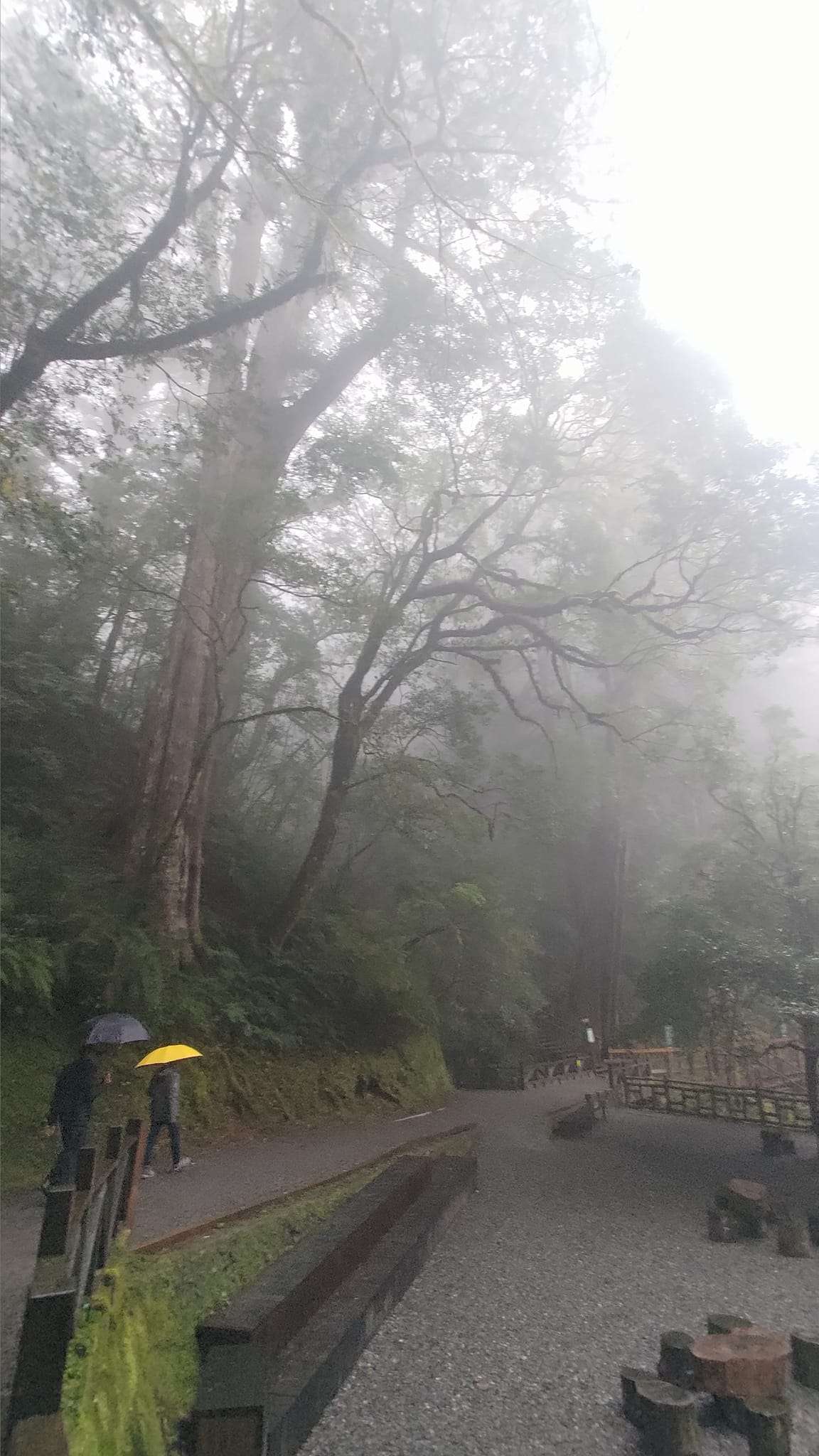 小確幸!拉拉山國家森林遊樂區5/1起門票調降 拉拉山國家森林遊樂區巨木步道林業及自然保育署新竹分署提供 73454