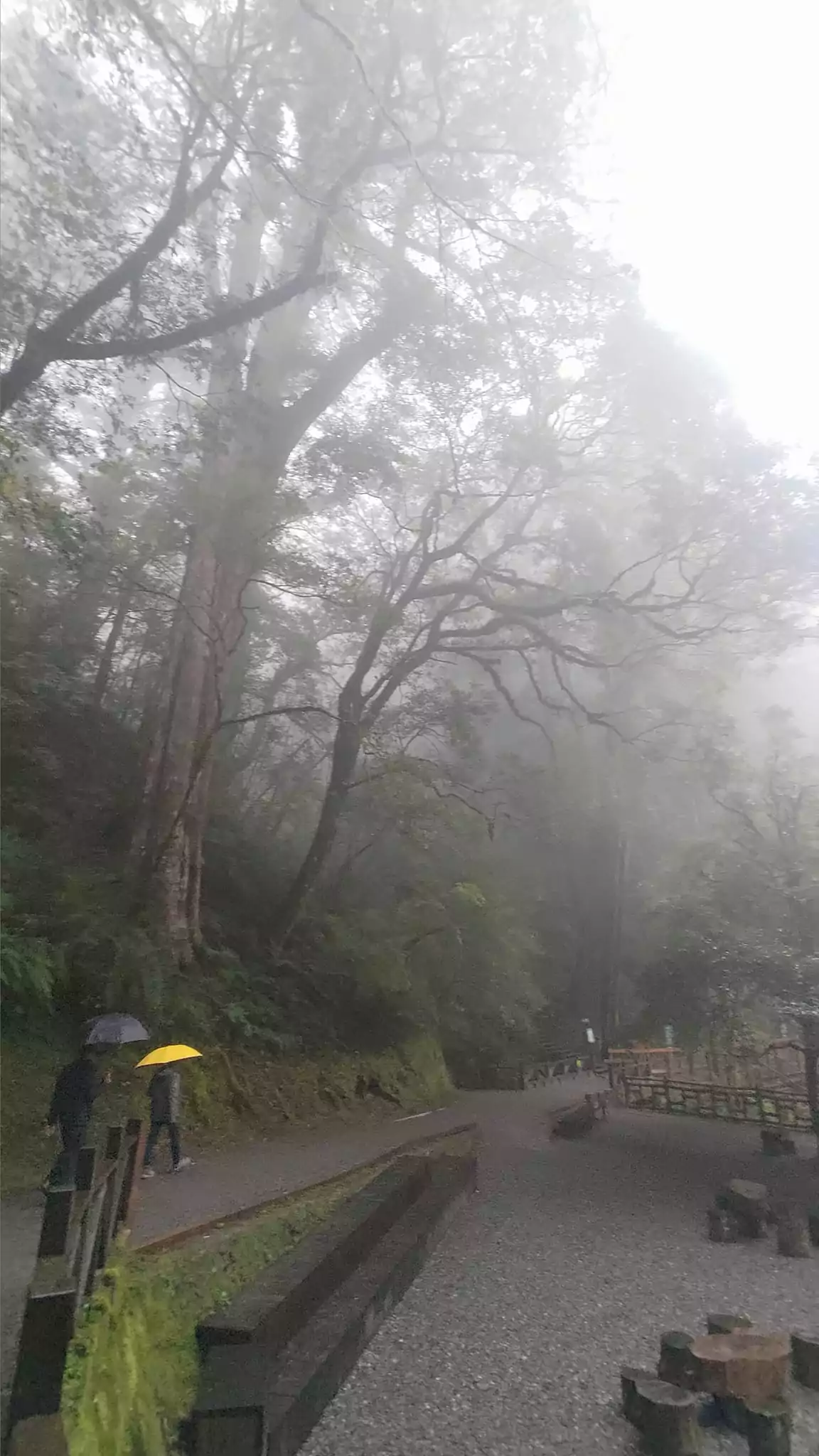 小確幸!拉拉山國家森林遊樂區5/1起門票調降 拉拉山國家森林遊樂區巨木步道林業及自然保育署新竹分署提供 73454