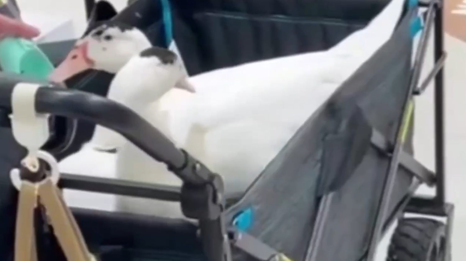 【有片】和爸媽逛信義區 女童遭「鴨」啄傷眼睛