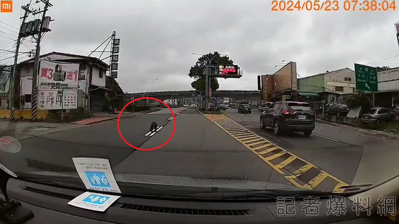 【有片】野生猴闖馬路 網:以為是山道猴子