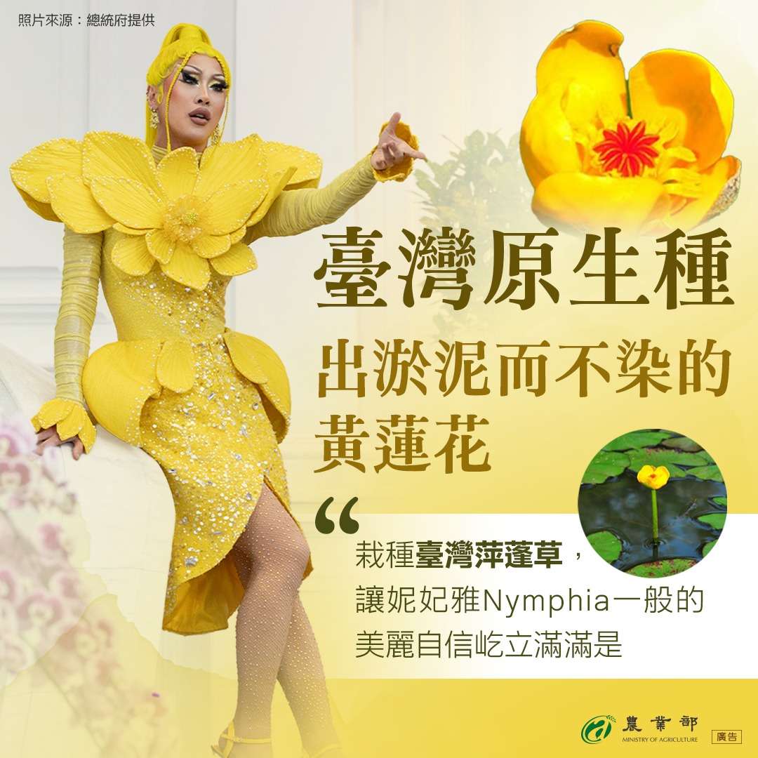 妮妃雅把瀕危「黃蓮花」穿進總統府 農業部曝分布在桃園 441462748 842268551275226 3974706984317230662 n