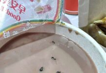 早餐店買可可驚見飄浮物 撕開封膜秒崩潰 網嚇:太噁了