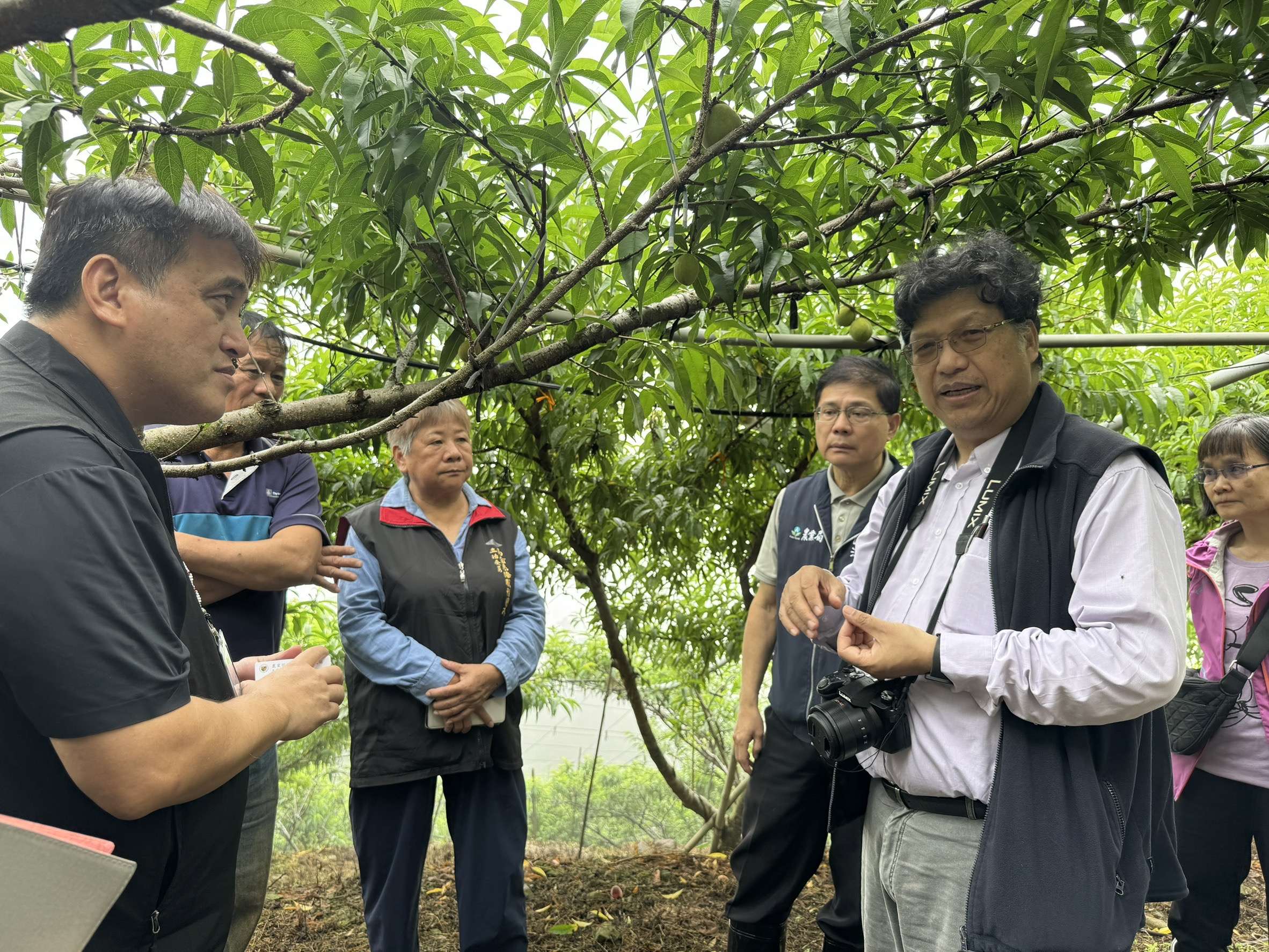 乾旱影響拉拉山水蜜桃收成 桃園農業局:損害率達70% 509225854602838515