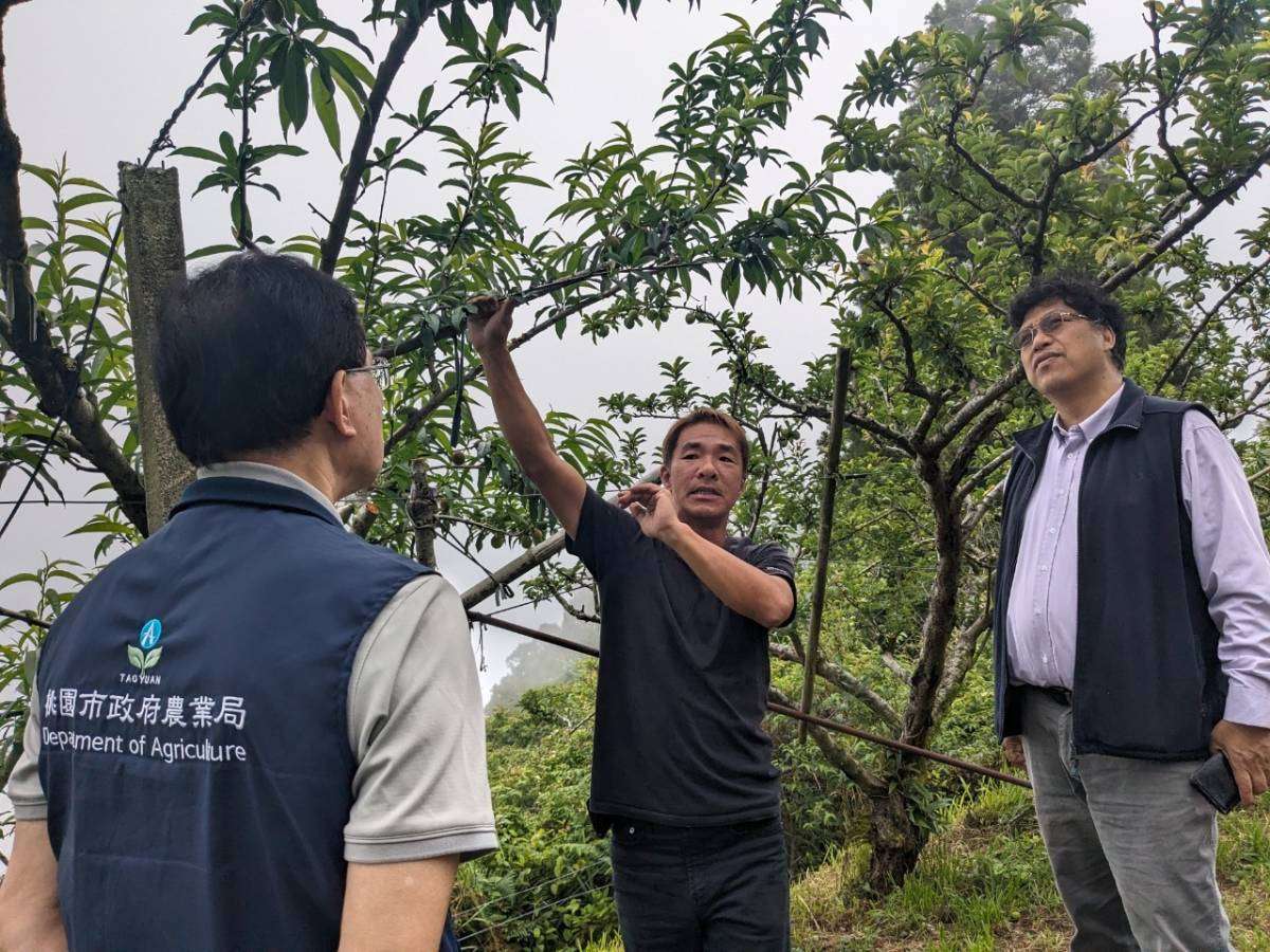 乾旱影響拉拉山水蜜桃收成 桃園農業局:損害率達70%
