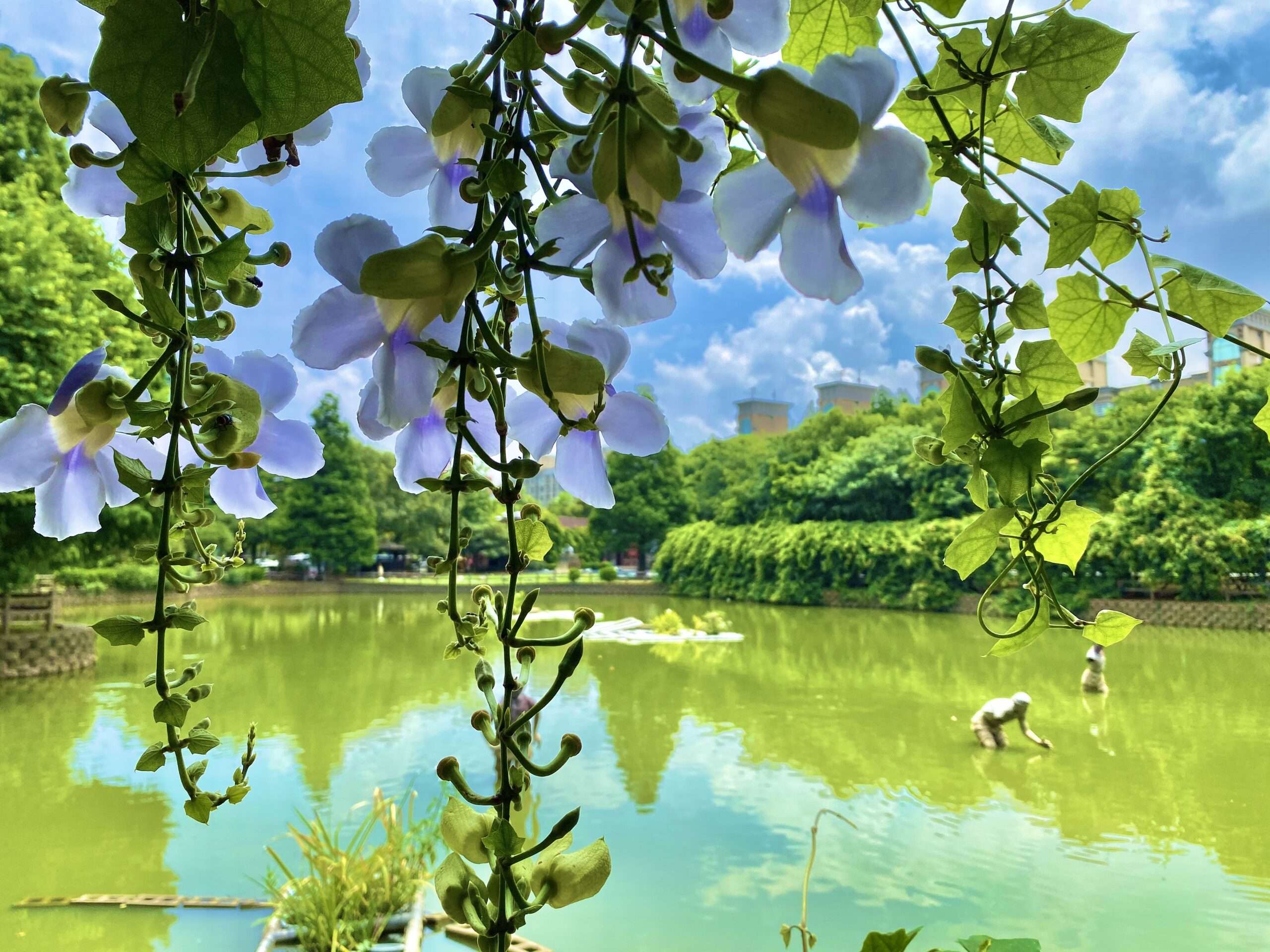 盼擺脫「觀光沙漠」惡名 孫韻璇爭取恢復舉辦大湖公園紫藤音樂會 E50026E9 0CE3 4B3B 9ADE 628A8DC528AB scaled
