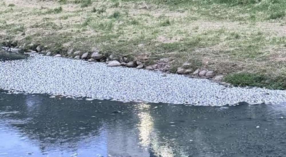 中壢老街溪出現大量死魚 桃園水務局曝可能原因 HUBoTGbl