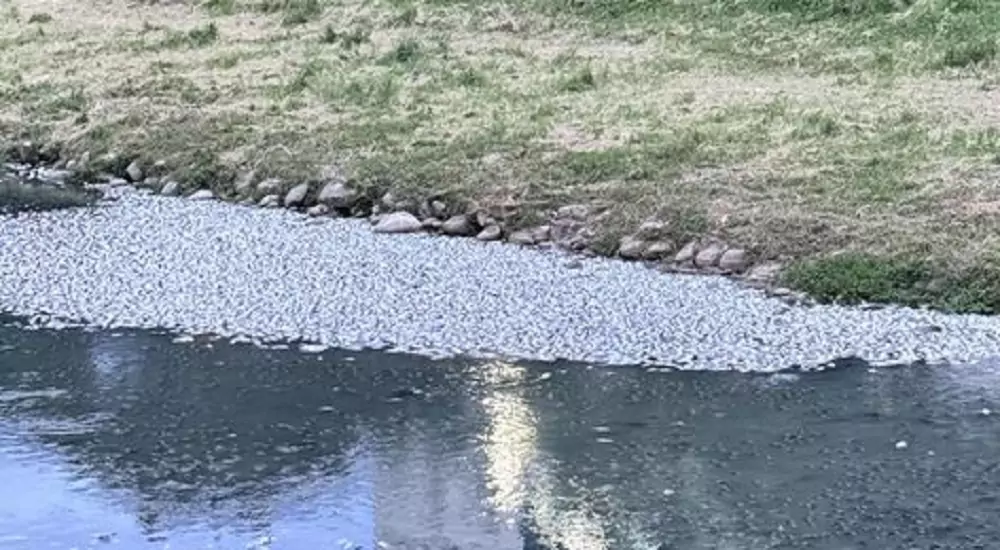 中壢老街溪出現大量死魚 桃園水務局曝可能原因 中壢老街溪出現大量死魚 桃園水務局曝可能原因
