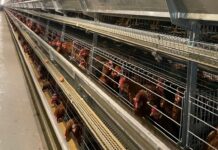 促進產業轉型升級 桃市府禽舍改建補助申請開跑