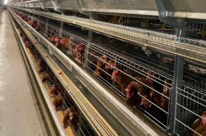 促進產業轉型升級 桃市府禽舍改建補助申請開跑