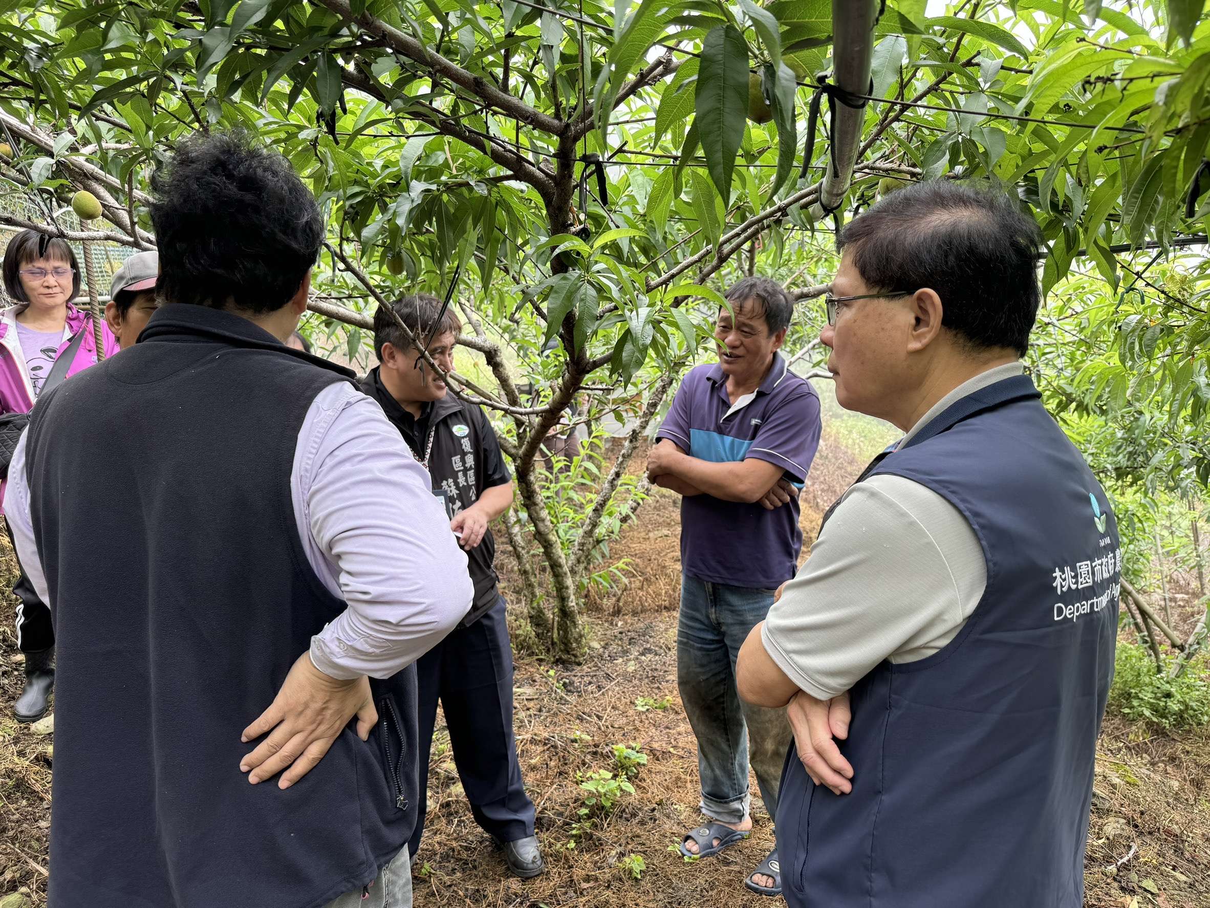 乾旱影響拉拉山水蜜桃收成 桃園農業局:損害率達70% S 587907095
