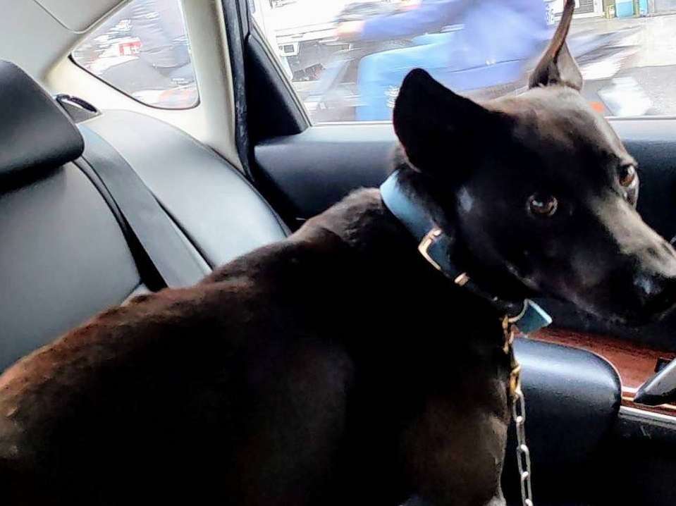 單車男順手牽「狗」 大園警助黑狗兄返家團圓