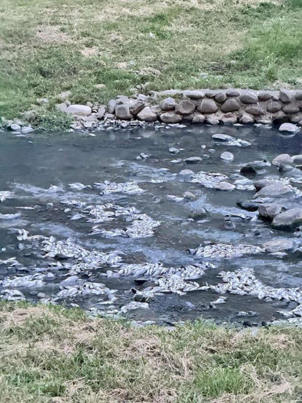 中壢老街溪出現大量死魚 桃園水務局曝可能原因 k2hA3Ewl