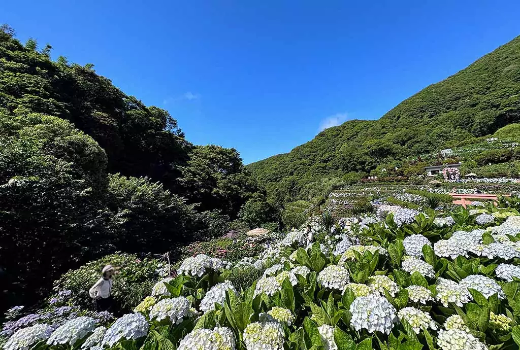 台灣繡球花 1 0