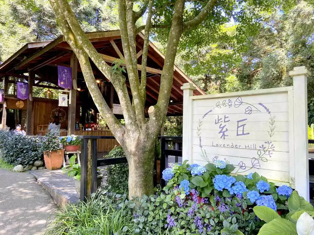 台灣繡球花 2 0