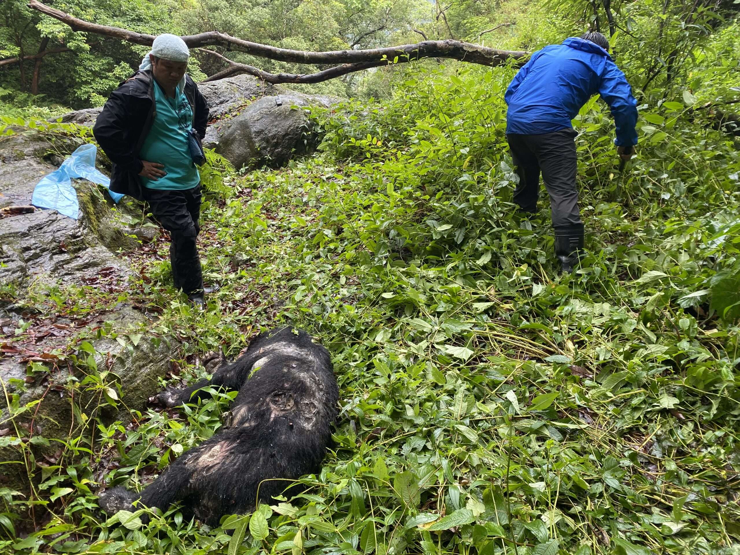 繫放台灣黑熊遭槍殺 玉管處:加強查緝降低憾事發生 圖1、現場處理照片 scaled