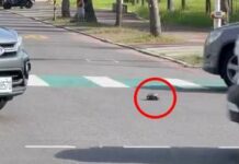 【有片】烏龜誤闖馬路!2男暖心救援搬路旁 網笑:送回原點了