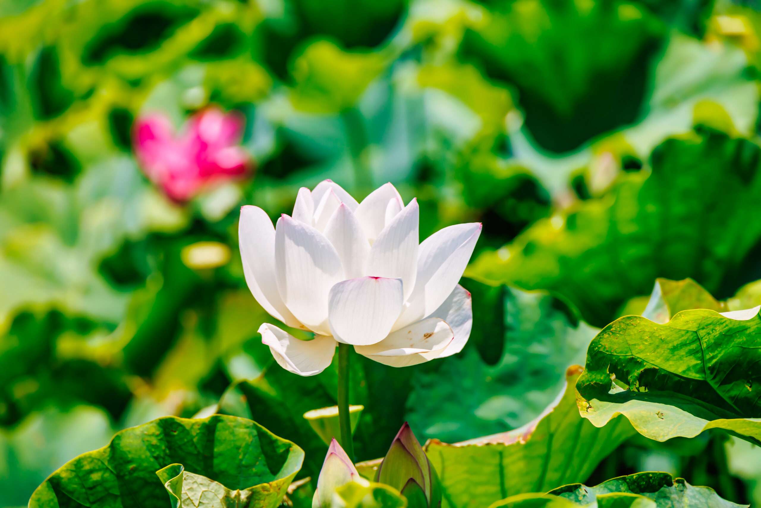 桃園蓮花季6/29登場 開幕演唱會卡司曝