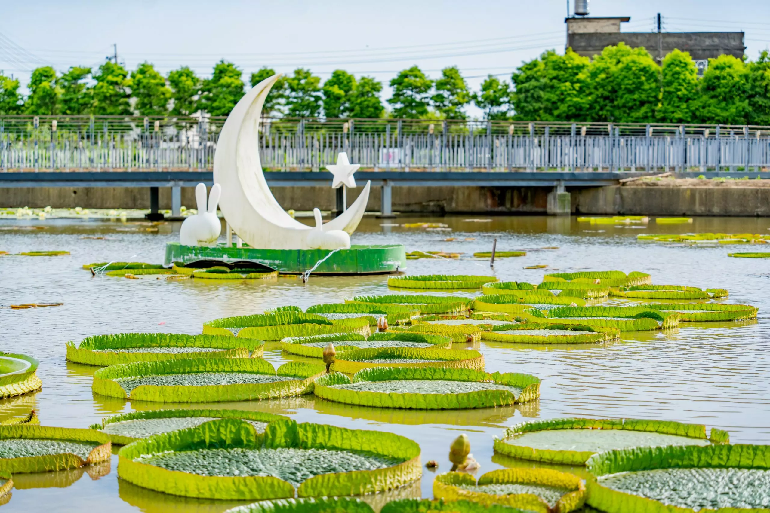 桃園蓮花季熱情綻放 裝置藝術超好拍 桃園蓮花季熱情綻放 裝置藝術超好拍