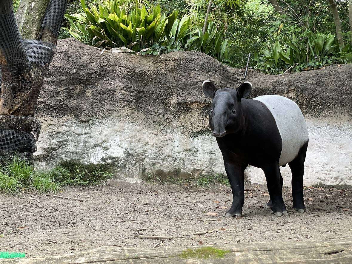 日馬來貘抵台「已無生命跡象」動物園:將解剖釐清原因 644646