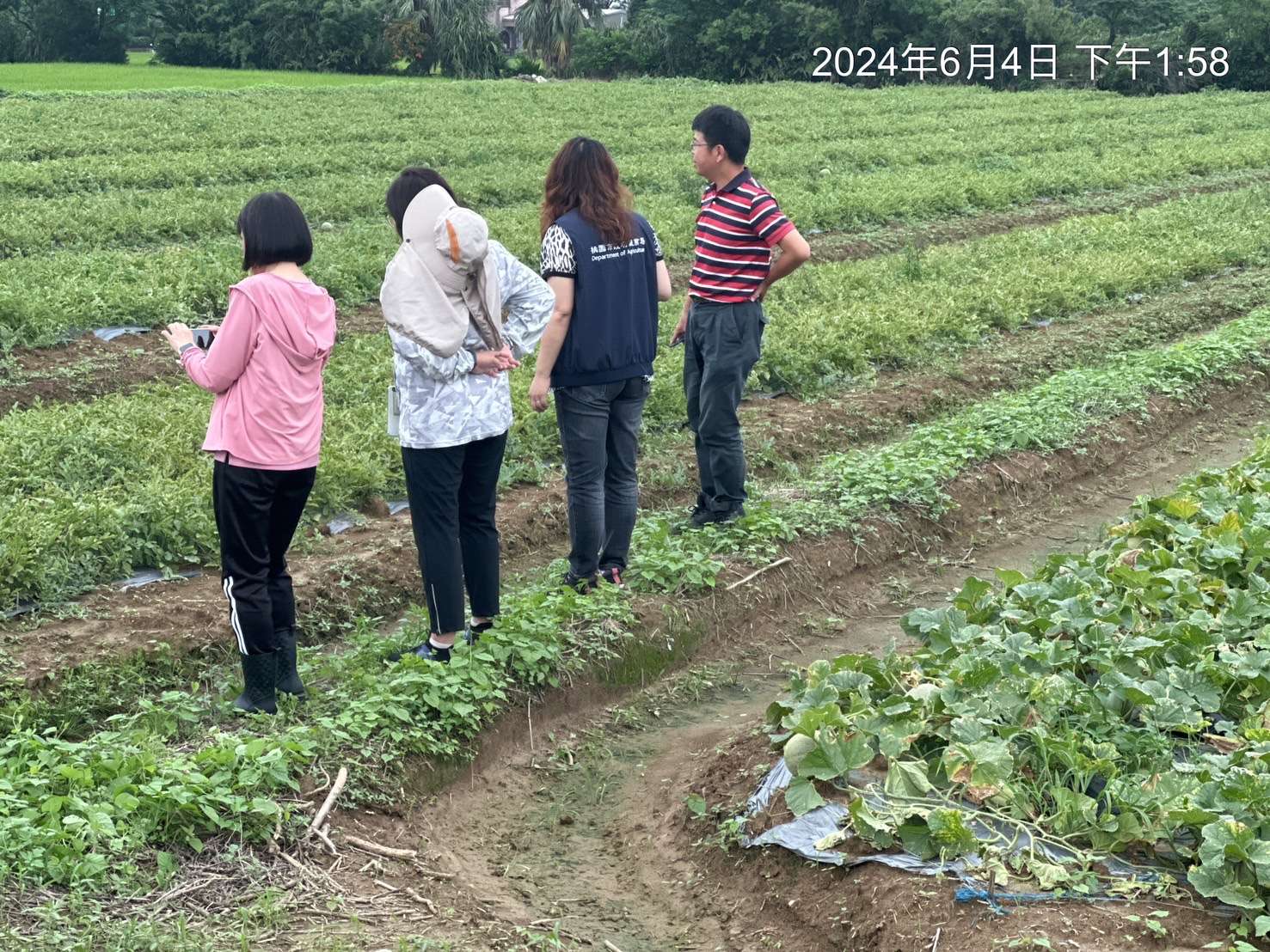 瓜農哭了!大雨致瓜果受損 桃園農業局報請中央補助 S 251035661 0