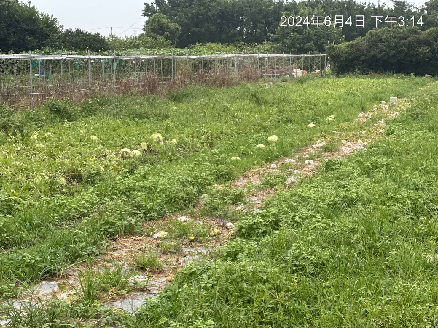 瓜農哭了!大雨致瓜果受損 桃園農業局報請中央補助 S 251035671 0