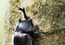 蘆竹羊稠步道甲蟲季6/22登場 邀您體驗大自然之美